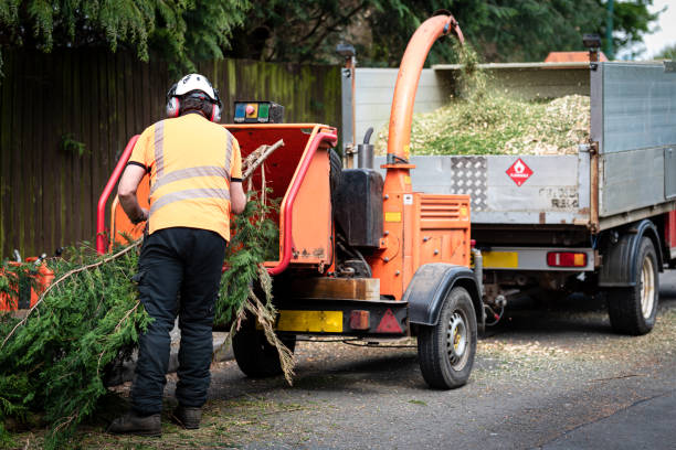 Emergency Storm Tree Removal in Gladeview, FL